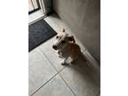 Adopt Mylo a Tan/Yellow/Fawn - with White American Pit Bull Terrier / Labrador
