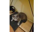 Adopt Dusty a Gray or Blue American Shorthair / Mixed (short coat) cat in