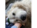 Adopt Bella a White Great Pyrenees / Mixed dog in Camas, WA (37238901)