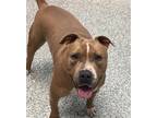 Adopt Bruno a American Pit Bull Terrier / Mixed dog in Golden, CO (37238882)