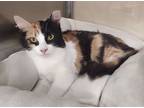 Adopt Pecan Pie a Calico or Dilute Calico Domestic Mediumhair (medium coat) cat