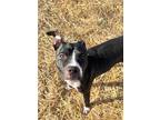 Adopt Scout a Black American Pit Bull Terrier / Mixed dog in Anderson