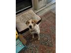 Adopt Woody a White - with Tan, Yellow or Fawn Coonhound (Unknown Type) / Mixed