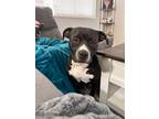 Adopt Wesson (Winston) a Black - with White American Staffordshire Terrier dog