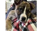 Adopt Ginny a Anatolian Shepherd / Husky / Mixed dog in Birmingham