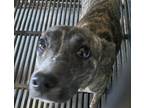 Adopt Zulu a Pit Bull Terrier / Mixed dog in Birmingham, AL (37238557)
