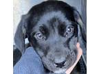 Adopt Ren a Hound (Unknown Type) / Mixed dog in Birmingham, AL (37238555)
