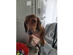 Adopt Mila a Brown/Chocolate Dachshund / Mixed dog in Linton, IN (37238526)