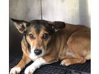 Adopt Sadie a Corgi / Mixed dog in Birmingham, AL (37238575)