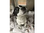 Adopt Marlee a Pit Bull Terrier / Mixed dog in Birmingham, AL (37238572)