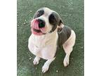Adopt Bella a Pit Bull Terrier / Mixed dog in Birmingham, AL (37238571)