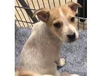 Adopt Anderson a Terrier (Unknown Type, Medium) / Mixed dog in Birmingham