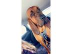 Adopt Copper a Red/Golden/Orange/Chestnut Bloodhound / Mixed dog in Okeana