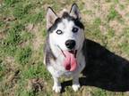 Adopt MEADOW a Black Siberian Husky / Mixed dog in Tustin, CA (37235168)