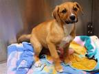 Adopt LORNA a German Shepherd Dog / Mixed dog in Tustin, CA (37235167)