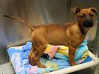 Adopt NORTH a German Shepherd Dog / Mixed dog in Tustin, CA (37235166)