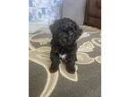 Adopt Angie a Black - with White Poodle (Miniature) / Mixed dog in Phoenix