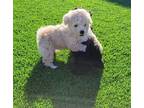 Adopt Jack a White - with Tan, Yellow or Fawn Poodle (Miniature) / Mixed dog in