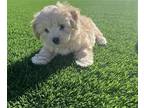 Adopt Kelly a White - with Tan, Yellow or Fawn Poodle (Miniature) / Mixed dog in