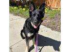 Adopt Sheba a Black - with Tan, Yellow or Fawn German Shepherd Dog / Mixed dog