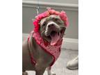 Adopt Pumpkin Norma Jean a American Pit Bull Terrier / Mixed dog in Orange