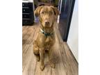 Adopt Brixton a Red/Golden/Orange/Chestnut Labrador Retriever / Mixed dog in