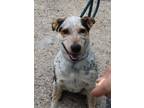 Adopt Mako a Black Blue Heeler dog in Weatherford, TX (37237842)