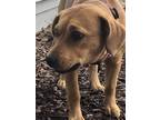 Adopt Jazzy a Brown/Chocolate - with Tan Labrador Retriever / Terrier (Unknown