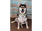 Adopt Sapphire A White Husky / Mixed Dog In Cheyenne, WY (35435483)