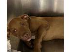 Adopt CLARK a Brown/Chocolate - with White American Pit Bull Terrier / Mixed dog