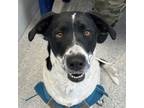 Adopt Princess a Labrador Retriever / Mixed dog in Des Moines, IA (37237710)