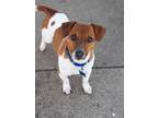 Adopt Maverick a Jack Russell Terrier / Mixed dog in Decatur, IN (37237568)