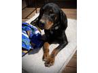 Adopt Lily a Black - with Tan, Yellow or Fawn Coonhound / Black and Tan