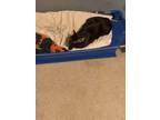 Adopt shadow a Black (Mostly) Domestic Shorthair / Mixed (short coat) cat in