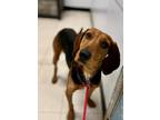 Adopt Phoebe a Black and Tan Coonhound dog in Roanoke, VA (37237632)