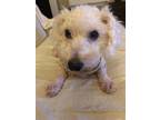 Adopt Belinci a White Bichon Frise / Mixed dog in Alpharetta, GA (37237471)