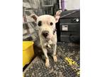 Adopt 52002356 a White Boxer / Mixed dog in El Paso, TX (37237483)