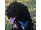 Adopt Snoopy a Black - with White Boykin Spaniel / Mixed dog in Hope Mills