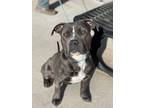 Adopt Tails a Gray/Blue/Silver/Salt & Pepper Pit Bull Terrier dog in Castle