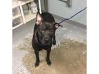 Adopt Denver a Black Pit Bull Terrier / Mixed dog in Greenville, SC (37235509)