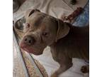 Adopt Mugsy Malone a Gray/Silver/Salt & Pepper - with Black Boxer / English