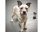 Adopt Marcia a White - with Tan, Yellow or Fawn Australian Cattle Dog / Terrier