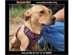 Adopt Loretta Lynn a Tan/Yellow/Fawn Border Terrier dog in Benton, PA (37237145)
