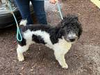 Adopt Channing a Poodle (Miniature) / Mixed dog in Hartford, CT (37236780)