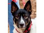 Adopt Jessie a Husky / Terrier (Unknown Type, Medium) / Mixed dog in Bloomfield
