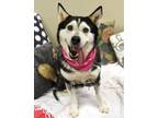 Adopt Juno *Sponsored Senior a Husky / German Shepherd Dog / Mixed dog in