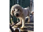 Adopt Max / Farris~ a Poodle (Standard) / Mixed dog in Columbia, TN (37236843)