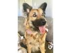 Adopt Jade a Australian Shepherd / Border Collie dog in Orange, CA (37236861)