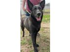 Adopt Hector a German Shepherd Dog / Mixed dog in Athens, TX (37236917)