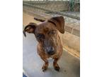 Adopt Officer Buster a Mixed Breed (Medium) / Mixed dog in Ocala, FL (37236686)